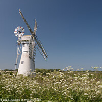 Buy canvas prints of Thurne Mill with Cow Parsley  by Sally Lloyd
