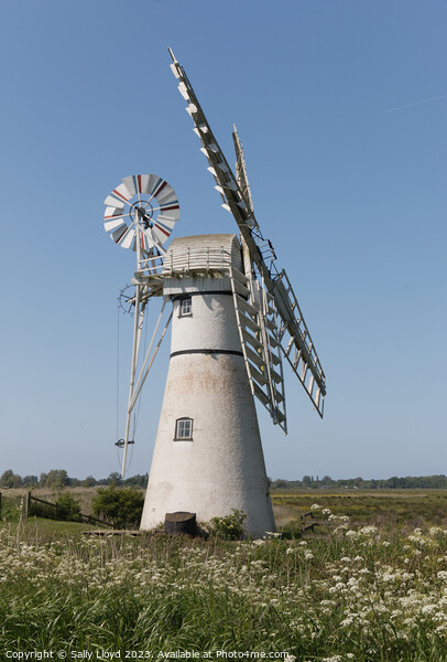 Thurne Mill in late spring, Norfolk Picture Board by Sally Lloyd