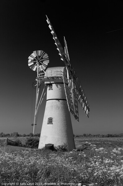 Thurne Mill Portrait in black and white  Picture Board by Sally Lloyd