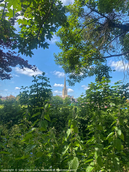 Norwich Cathedral, a summery view Picture Board by Sally Lloyd