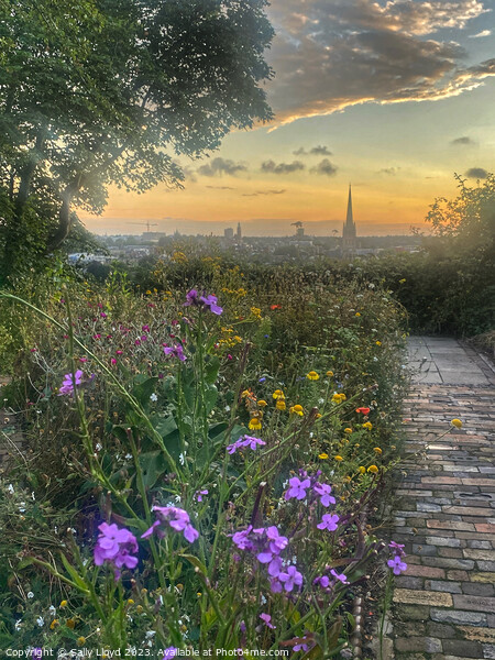 Wildflower sunset view of Norwich Picture Board by Sally Lloyd