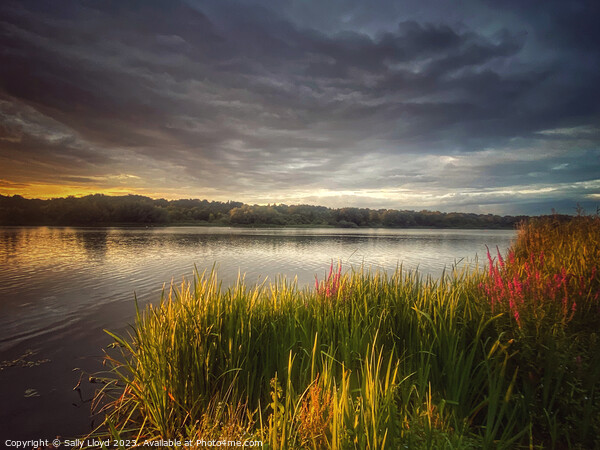 Whitlingham Broad Norfolk - The Golden Hour Picture Board by Sally Lloyd