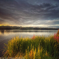 Buy canvas prints of Whitlingham Broad Norfolk - The Golden Hour by Sally Lloyd