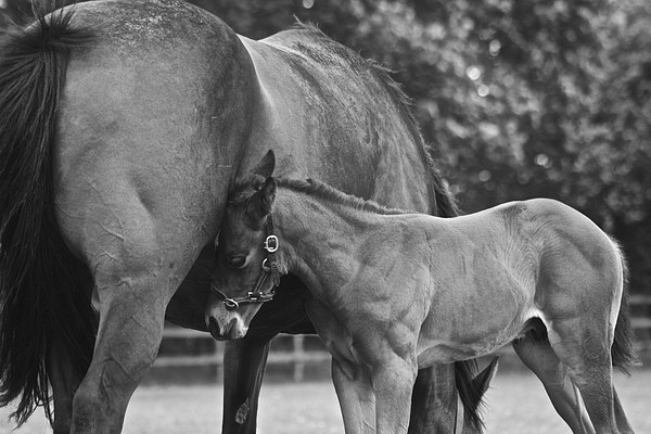 Mare and Foal Picture Board by Sally Lloyd
