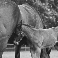 Buy canvas prints of Mare and Foal by Sally Lloyd