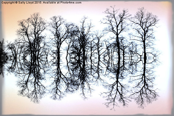  Symmetrical Trees  Picture Board by Sally Lloyd