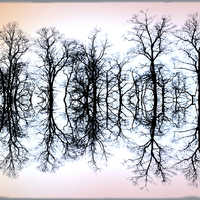 Buy canvas prints of  Symmetrical Trees  by Sally Lloyd