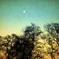 Buy canvas prints of  Vintage Moon and trees by Sally Lloyd