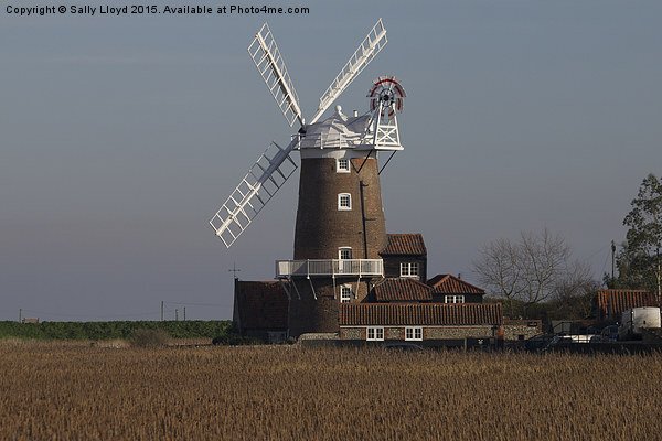  Cley Windmill north Norfolk  Picture Board by Sally Lloyd
