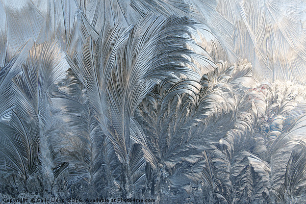 Ice Fern Pattern Picture Board by Sally Lloyd