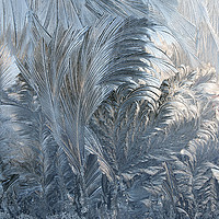 Buy canvas prints of Ice Fern Pattern by Sally Lloyd