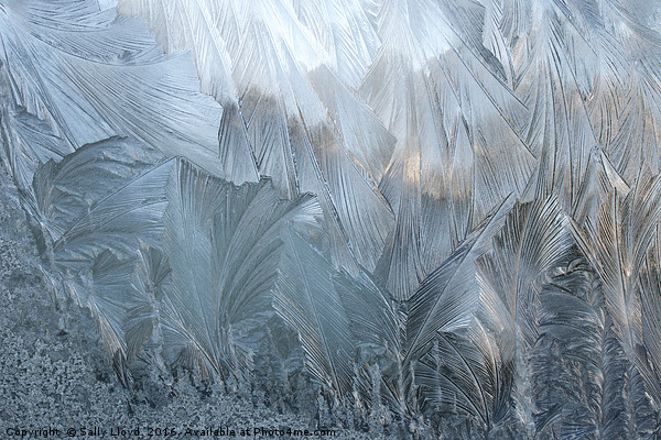 Ice Fern Pattern No 2 Picture Board by Sally Lloyd