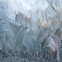 Buy canvas prints of Ice Fern Pattern No 2 by Sally Lloyd