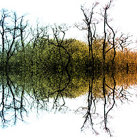Buy canvas prints of Colour Tree Symmetry by Sally Lloyd
