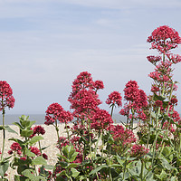 Buy canvas prints of Pink Flowers at Aldeburgh Beach by Sally Lloyd