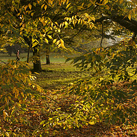 Buy canvas prints of London Park 3 Autumn by Sally Lloyd