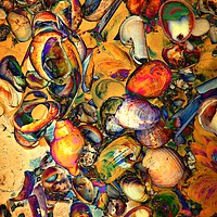 Buy canvas prints of Shell Jazz by Sally Lloyd