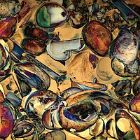 Buy canvas prints of Jazz Shells Two by Sally Lloyd