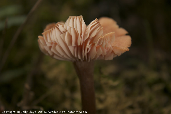 Pink Woodland Fungi  Picture Board by Sally Lloyd