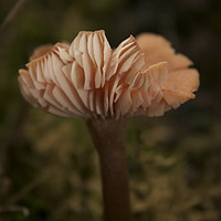 Buy canvas prints of Pink Woodland Fungi  by Sally Lloyd