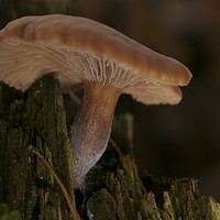 Buy canvas prints of Fungi Log by Sally Lloyd