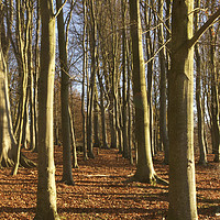 Buy canvas prints of Woodland Trees Blickling by Sally Lloyd