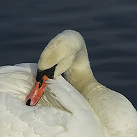 Buy canvas prints of Swan Contemplation by Sally Lloyd