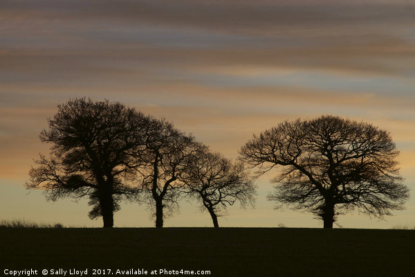 Soft Sunset Trees Picture Board by Sally Lloyd