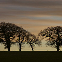 Buy canvas prints of Soft Sunset Trees by Sally Lloyd