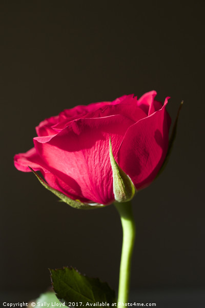 Red Rose Valentine Picture Board by Sally Lloyd