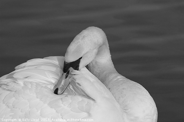 Swan Contemplation Mono Picture Board by Sally Lloyd