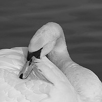 Buy canvas prints of Swan Contemplation Mono by Sally Lloyd