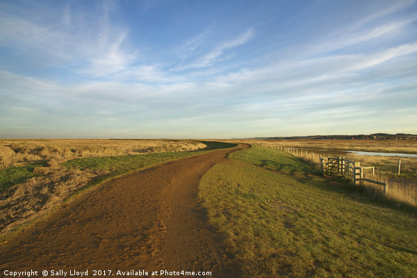 The winding path to Cley Picture Board by Sally Lloyd