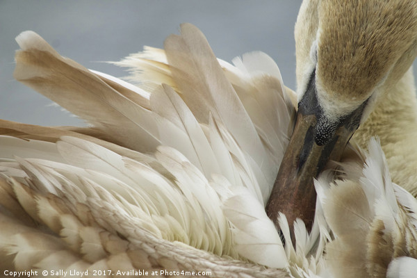 Young Swan Grooming Picture Board by Sally Lloyd