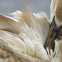 Buy canvas prints of Young Swan Grooming by Sally Lloyd