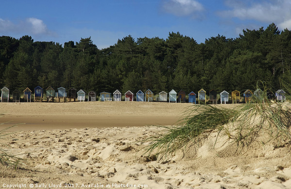 Beach Huts at Wells next the Sea, Norfolk  Picture Board by Sally Lloyd