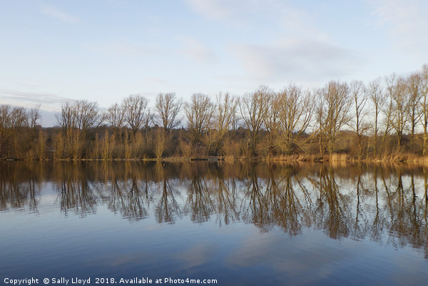 Whitlingham Broad Tree Reflections Picture Board by Sally Lloyd