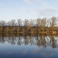 Buy canvas prints of Whitlingham Broad Tree Reflections by Sally Lloyd