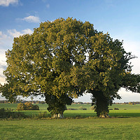 Buy canvas prints of Two Trunk Tree by Sally Lloyd