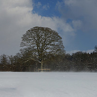 Buy canvas prints of Snow drift tree. by Sally Lloyd