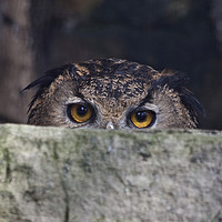 Buy canvas prints of The Watchful Owl by Sally Lloyd