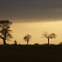 Buy canvas prints of Tree shapes at sunset by Sally Lloyd