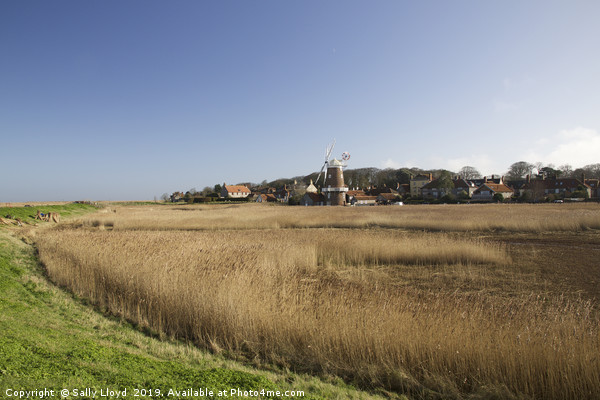 View of Cley Mill, north Norfolk Picture Board by Sally Lloyd