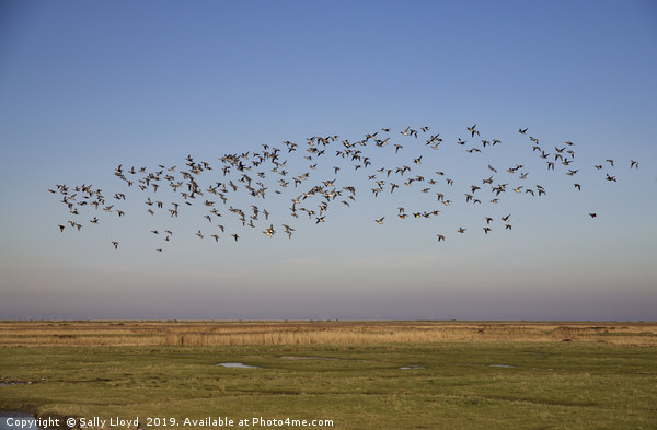 Birds in Flight at Blakeney - Landscape Picture Board by Sally Lloyd
