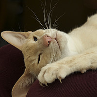 Buy canvas prints of Reclining Siamese Cat  by Sally Lloyd