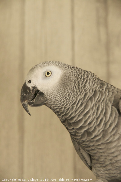 African Grey Parrot Picture Board by Sally Lloyd