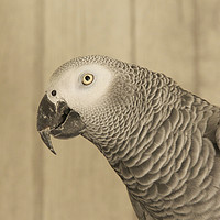 Buy canvas prints of African Grey Parrot by Sally Lloyd