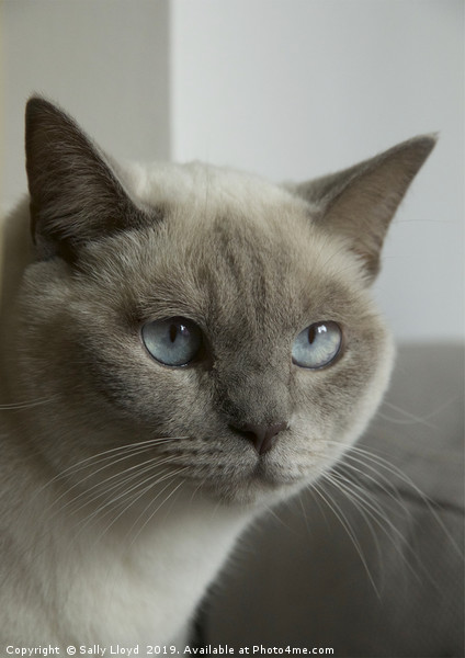 Blue eyes - grey and cream Siamese cat. Picture Board by Sally Lloyd