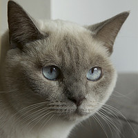 Buy canvas prints of Blue eyes - grey and cream Siamese cat. by Sally Lloyd
