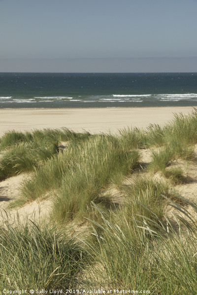 Through the marram grass dunes at Holkham beach Picture Board by Sally Lloyd